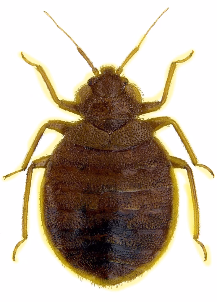 ბაღლინჯო და მისი დამცავი გარსი