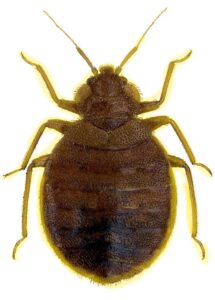 ბაღლინჯო